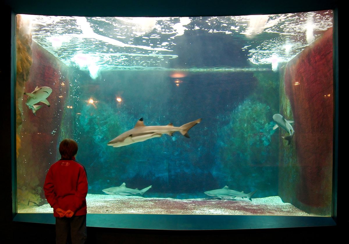 Aquarium-Museum of Liège